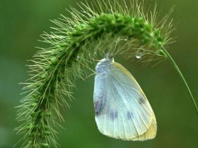 蝴蝶飞舞，小狗追逐：一场温馨的追逐战