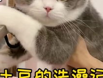 咪的困境：应对洪水侵袭的挑战与策略